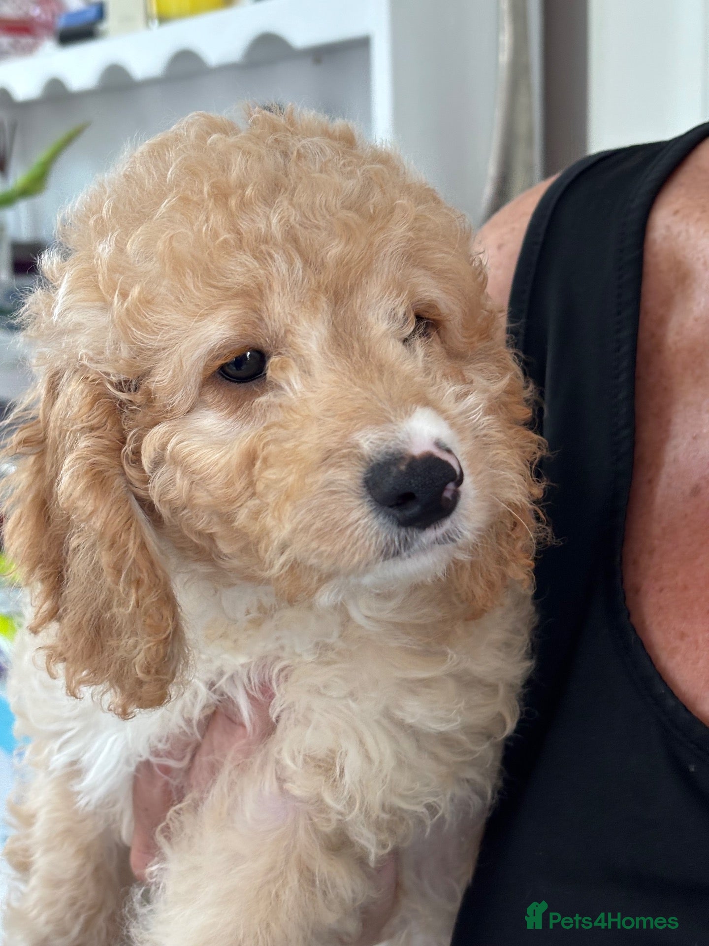Cockapoo dogs Adorable out standing health checks - Advert 1