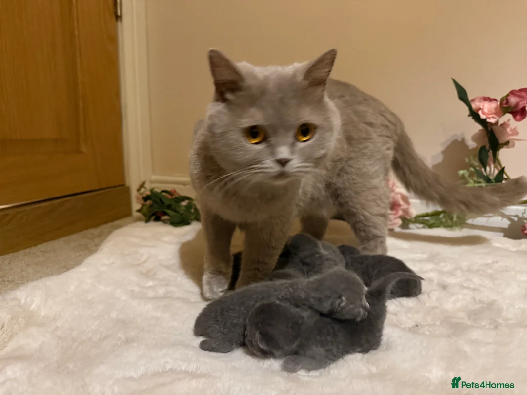 British Shorthair cats for sale: Beautiful Fluffy Chunky BSH Kittens  - Advert 2