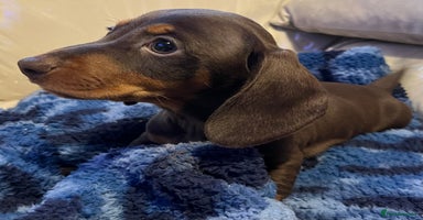 Dachshund dogs Stunning dachshund puppy  - Advert 6