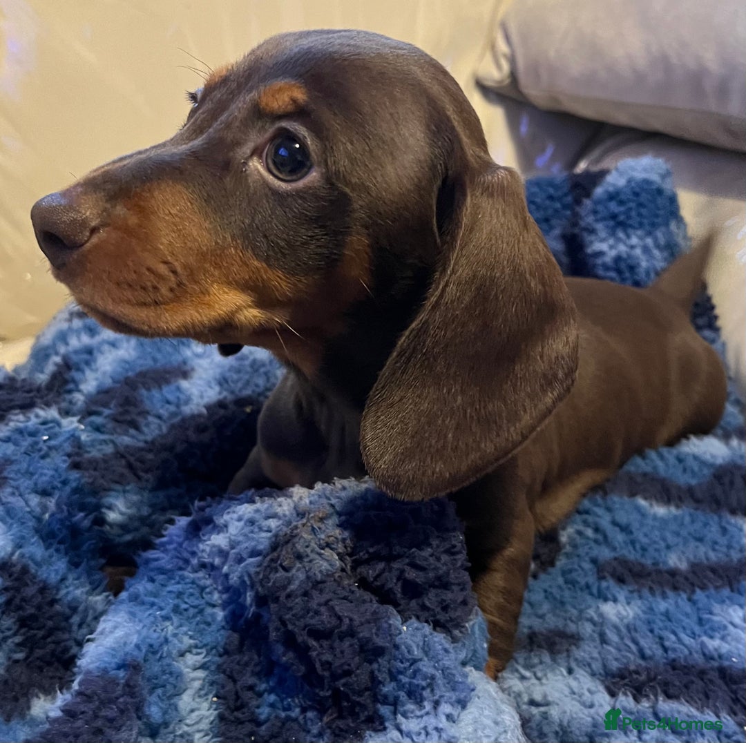 Dachshund dogs for sale: Stunning dachshund puppy  - Image 1
