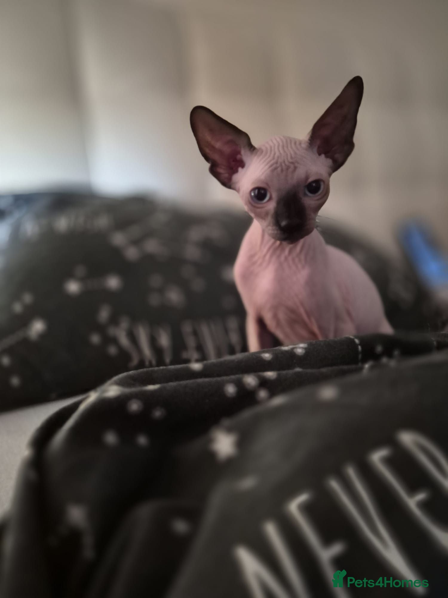 Sphynx cats Canadian sphynx kittens looking for home - Advert 20
