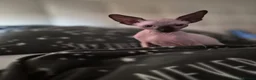 Sphynx cats for sale: Canadian sphynx kitten looking for home - Advert 2