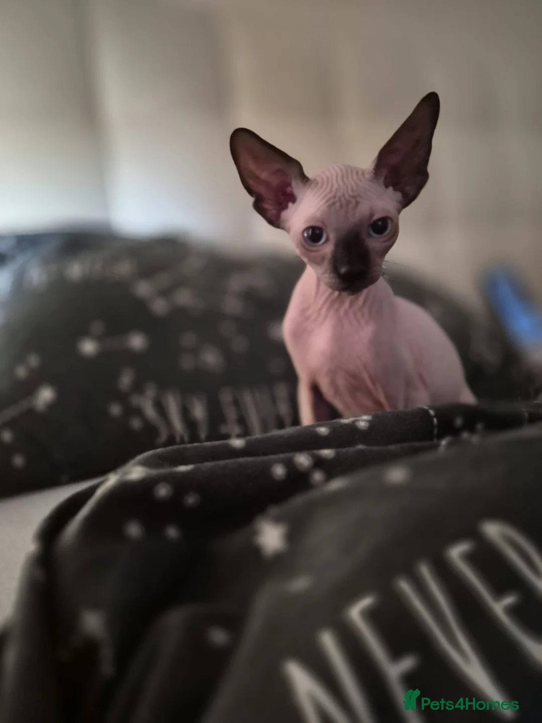 Sphynx cats for sale: Canadian sphynx kitten looking for home - Advert 2