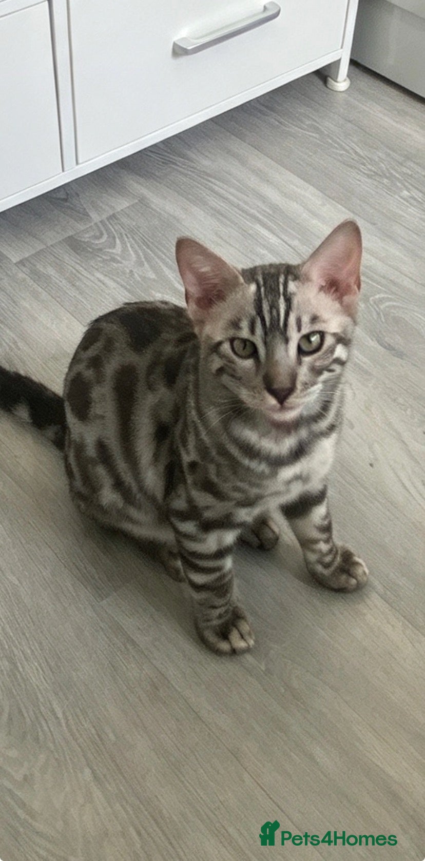 Bengal cats for sale: Last BEAUTIFUL TICA REGISTERED BENGAL   - Advert 12