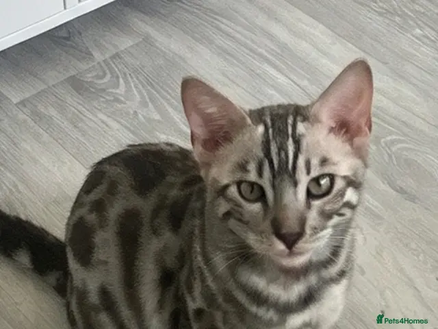 Bengal cats for sale: Last BEAUTIFUL TICA REGISTERED BENGAL - Advert 15