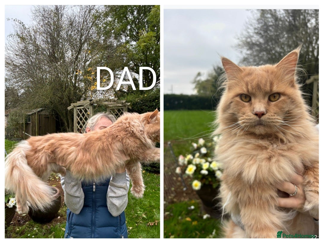Maine Coon cats for sale: GREAT QUALITY/GCCF/ DNA/ VERY CUTE !!! - Advert 15