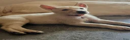 German Shepherd dogs for sale: White, black and sable german shepherd pups - Advert 10