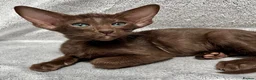 Oriental cats for sale: Exceptional show quality Orientals and Siamese  - Advert 27