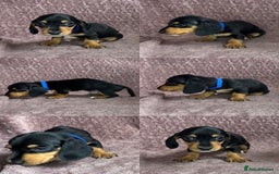 Miniature Dachshund dogs for sale: 🐾KC Reg Miniature Dachshund - READY NOW! 1 LEFT! - Image 1