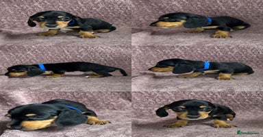 Miniature Dachshund dogs - Advert 9