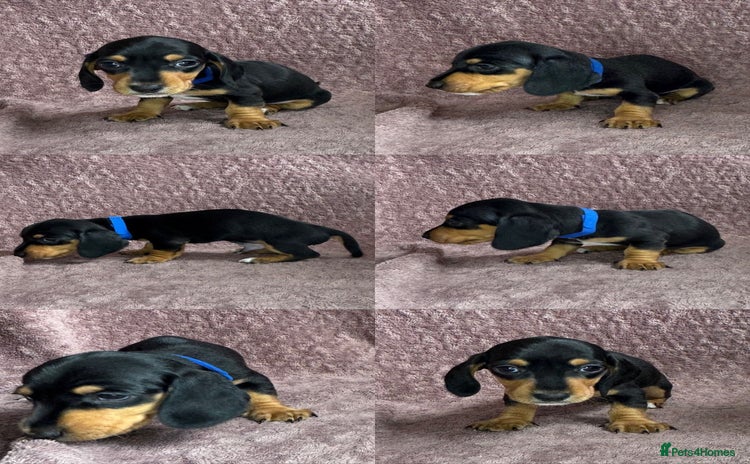 Miniature Dachshund dogs - Advert 9