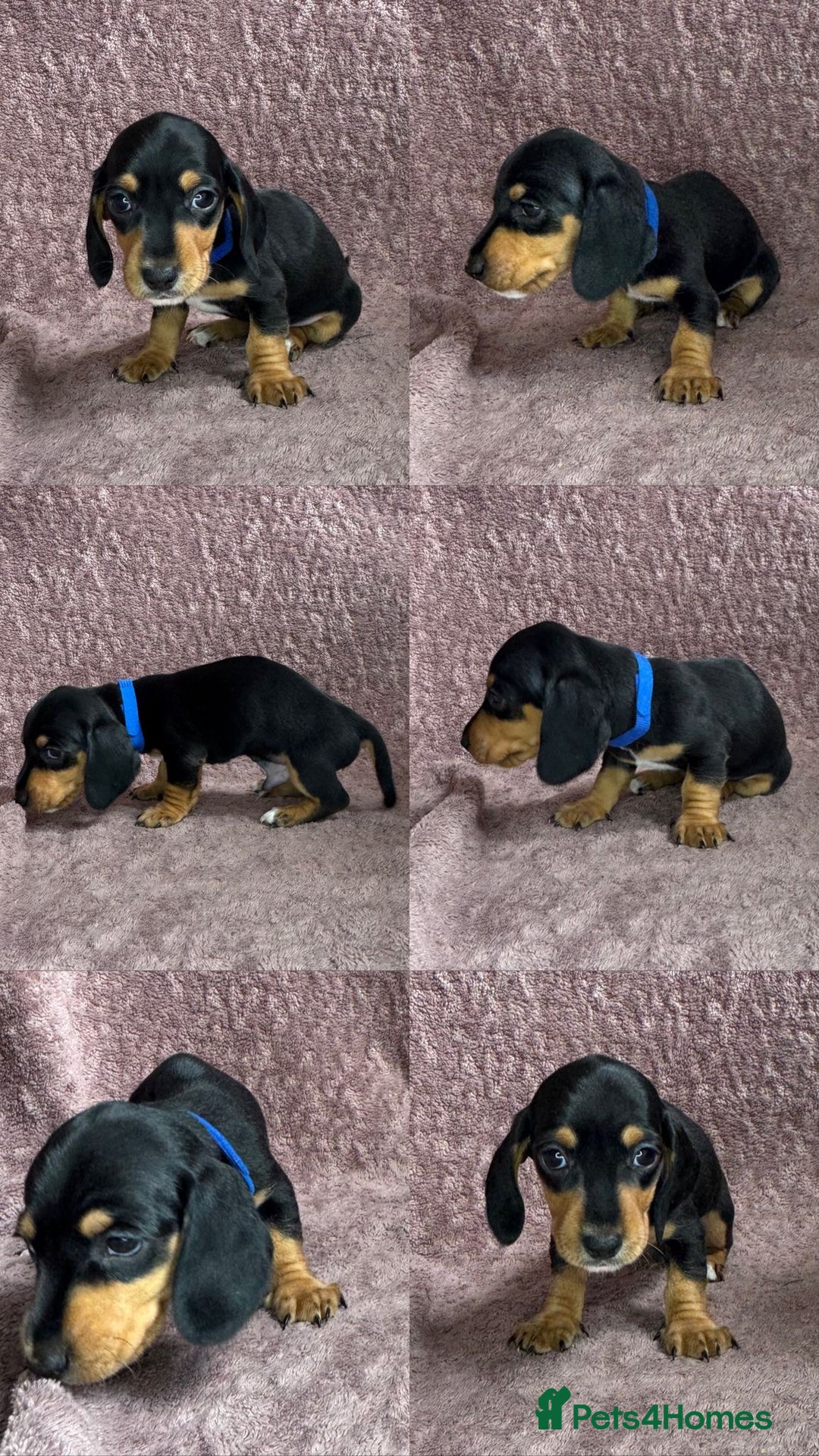 Miniature Dachshund dogs for sale: 🐾KC Reg Miniature Dachshund - READY NOW! 1 LEFT! - Image 1