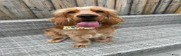 Cocker Spaniel dogs for sale: 10 month old Show cocker spaniel  - Advert 4