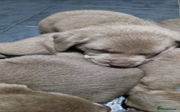 Labrador Retriever dogs for sale: Adorable Silver Labrador Puppies  - Image 22