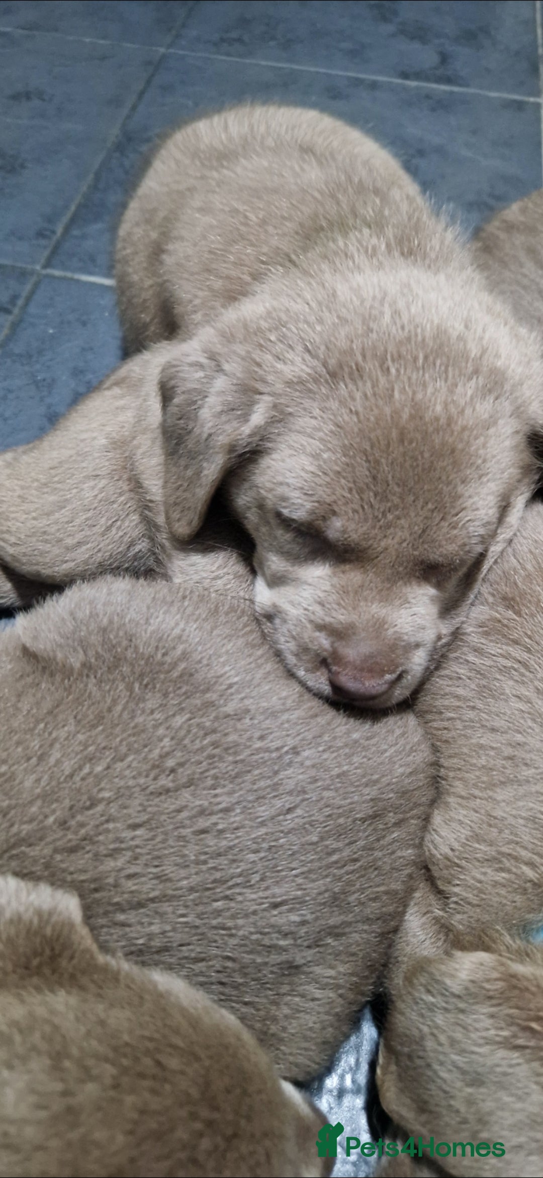 Labrador Retriever dogs for sale: Adorable Silver Labrador Puppies  - Image 22