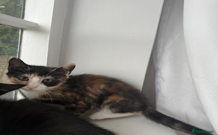 Mixed Breed cats - Advert 16