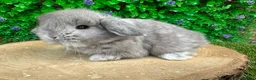 Mini Lop rabbits for sale: Stunning purebred mini lops - Advert 3