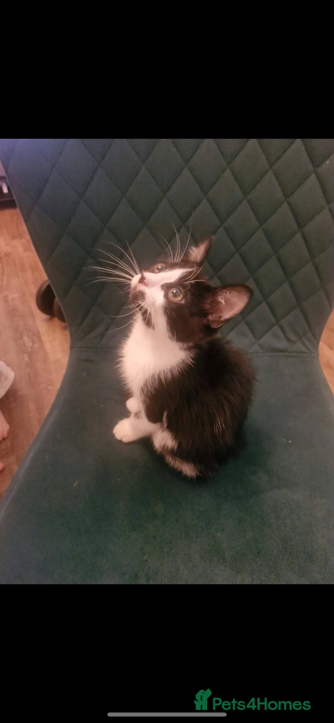 Mixed Breed cats for sale: Urgent Need Rehoming Mother and two male kitten in London - Advert 2
