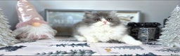 Mixed Breed cats for sale: Beautiful Ragdoll-Persian kittens - Advert 7