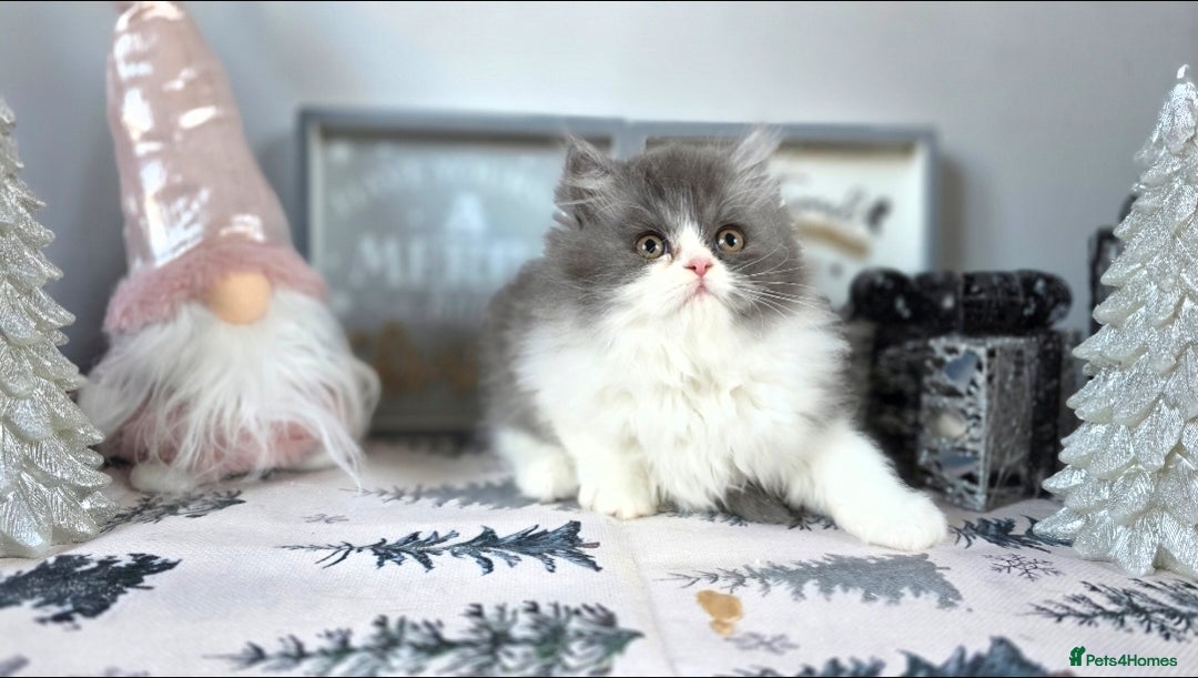Mixed Breed cats for sale: Beautiful Ragdoll-Persian kittens - Advert 7