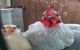 Chickens poultry for sale: Pekin Bantum Lavender Rooster - Image 4