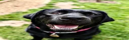 Labrador Retriever dogs for stud: Labrador, proven, health tested, show bred  - Advert 29