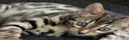 Bengal cats for sale: Beautiful female bengal - Advert 3
