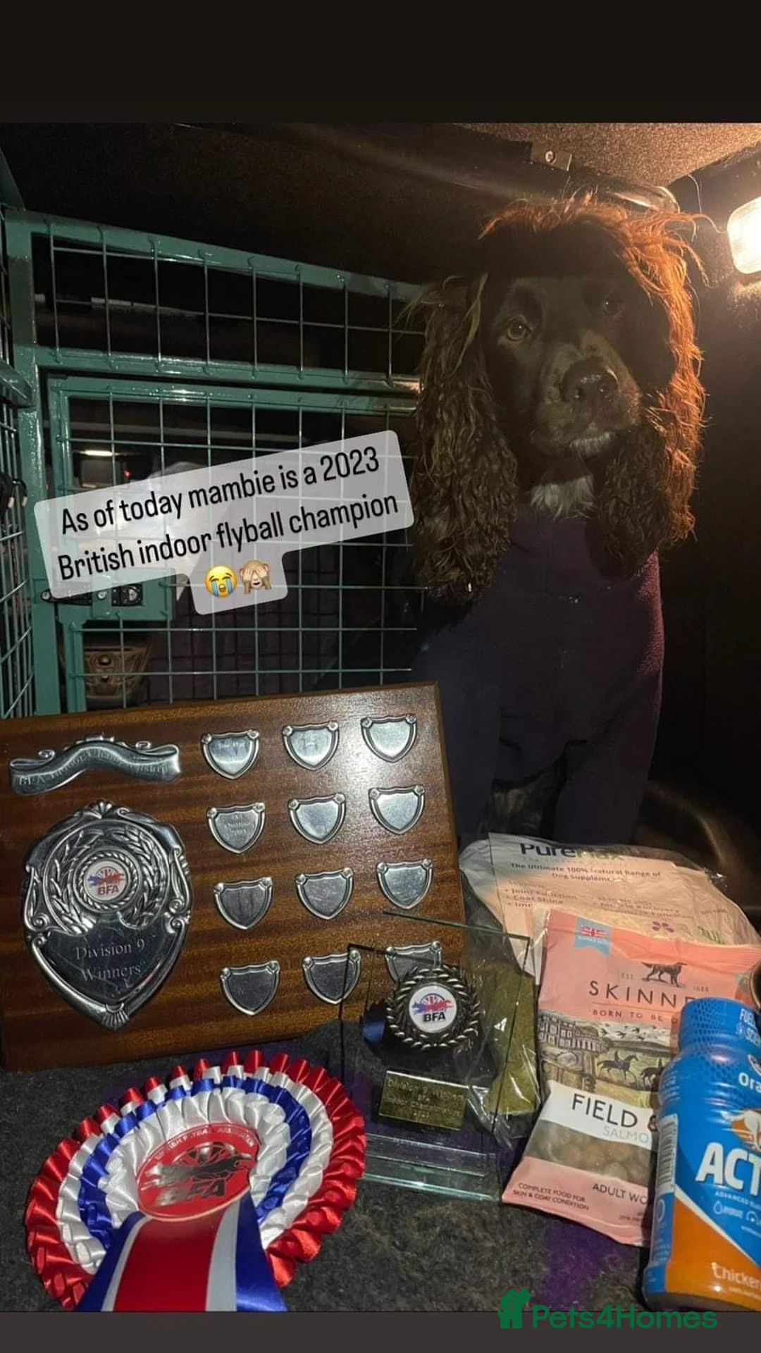 Cocker Spaniel dogs for stud: KC HEALTH TESTED PROVEN COCKER AT STUD in Shaftesbury - Advert 9