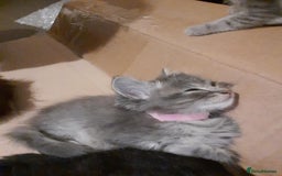 American Shorthair cats for sale: Adorable American shorthair kittens  - Image 1