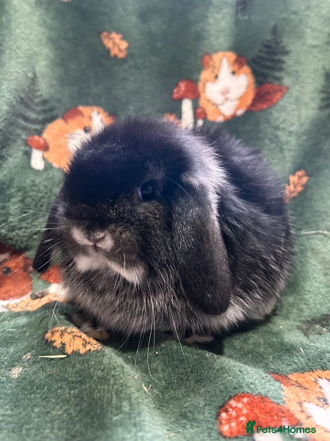 Mini Lop rabbits for sale: Beautiful Baby Mini Lops for sale  - Advert 14