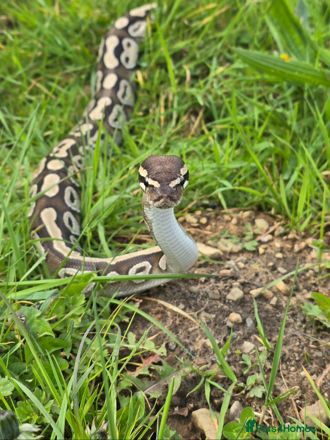 Python Snake reptiles for sale: 2 x Royal (Ball) Pythons, Banana Fire and Mystic - Advert 2