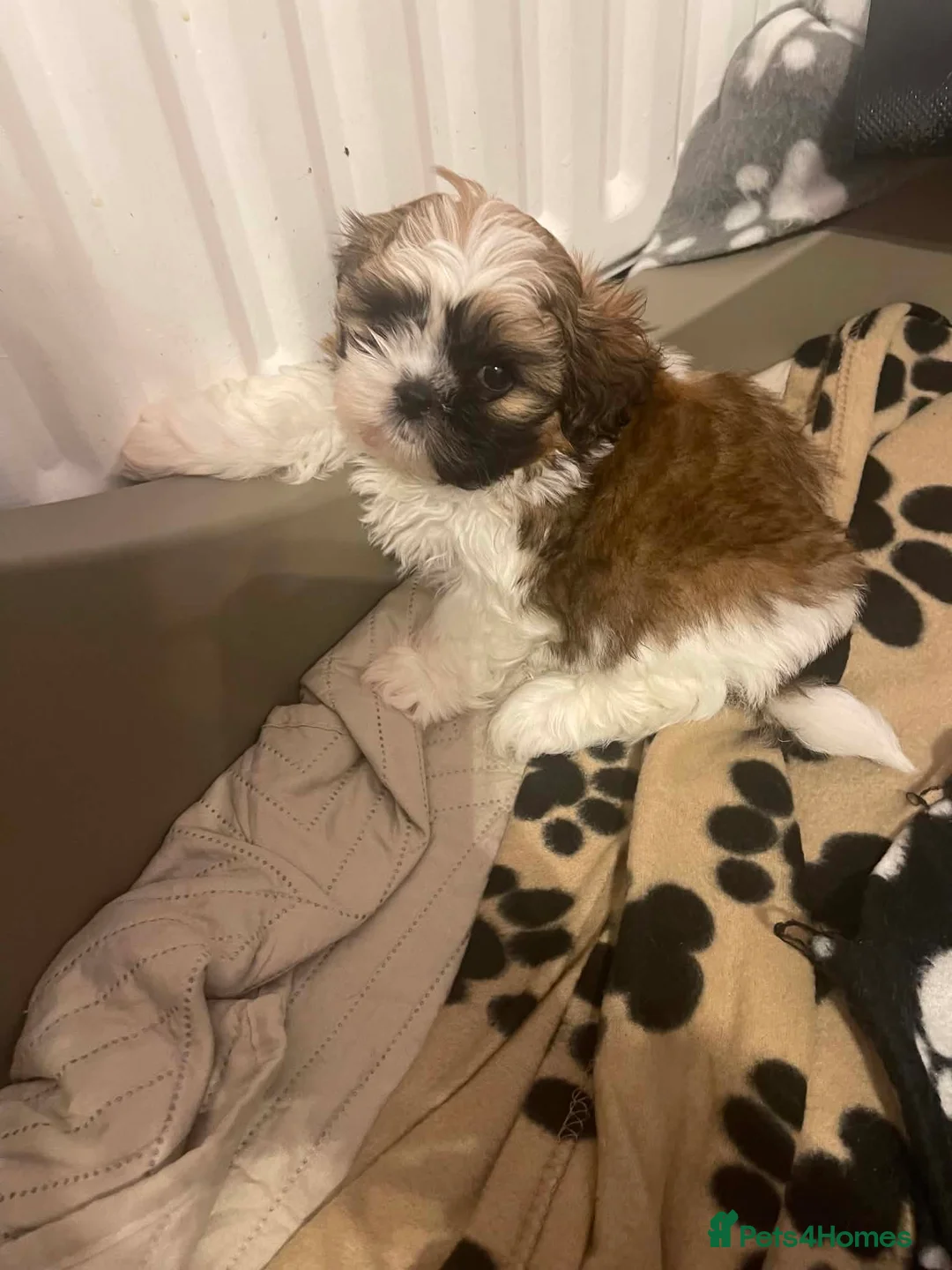 Shih Tzu dogs for sale:  🌟 Beautiful Female Puppy Ready Ready to go🌟 - Advert 16