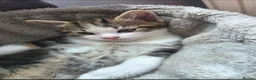 Mixed Breed cats for sale: Beautiful male kittens looking for forever home in Glastonbury - Advert 9