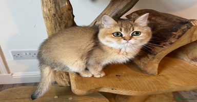 British Shorthair cats - Advert 3