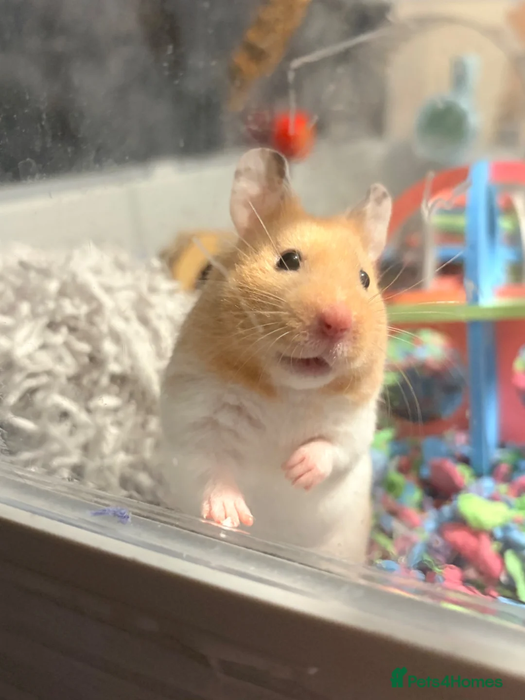 Hamster rodents for sale: Female syrian hamster in Dunfermline - Advert 1