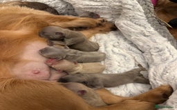 French Bulldog dogs for sale: Visual fluffy rope French bulldog puppies - Image 6