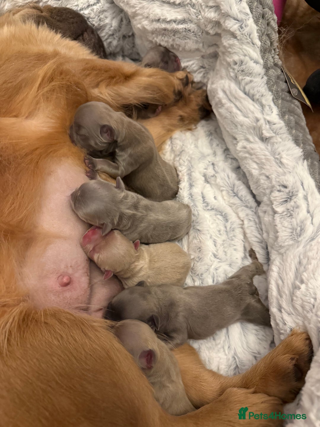 French Bulldog dogs for sale: Visual fluffy rope French bulldog puppies - Image 6