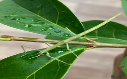 Stick Insects invertebrates for sale: Juvenile Indian Stick Insects (8-10 weeks old) - Image 1