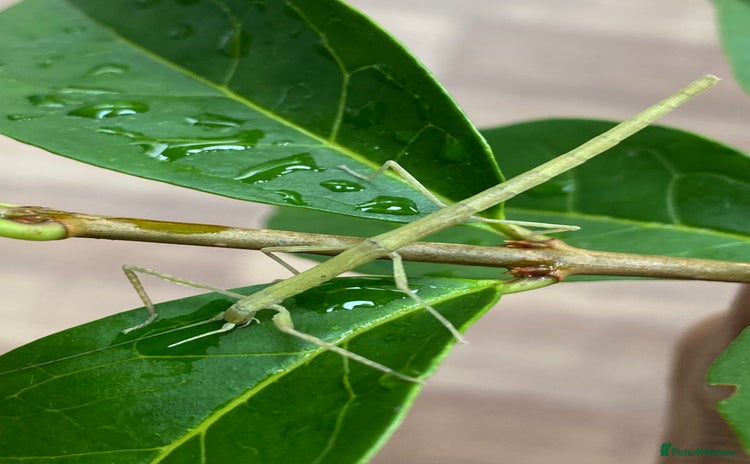 Stick Insects invertebrates - Advert 4