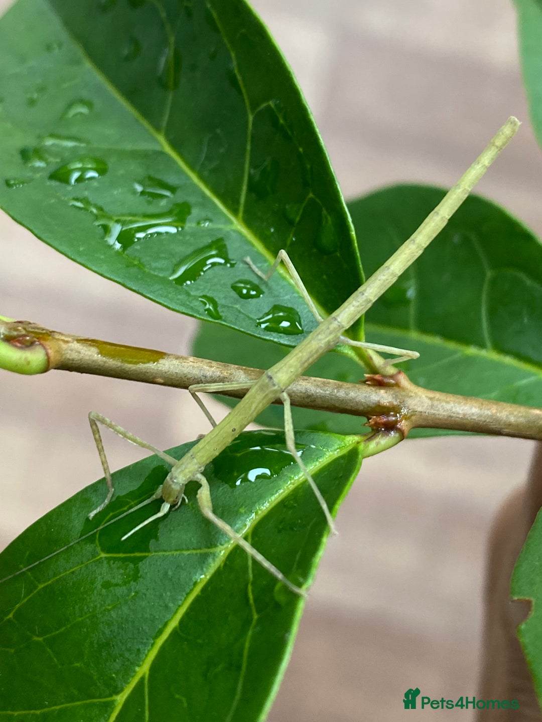 Stick Insects invertebrates for sale: Juvenile Indian Stick Insects (8-10 weeks old) - Image 1