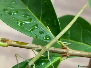Stick Insects invertebrates - Advert 21