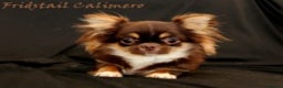 Chihuahua dogs for stud: Extra tiny chocolate and tan stud dog DNA tested in Rotherham - Advert 7