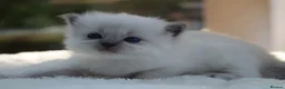 Ragdoll cats for sale: Outstanding Pedigree GCCF Ragdoll Kittens - Advert 13
