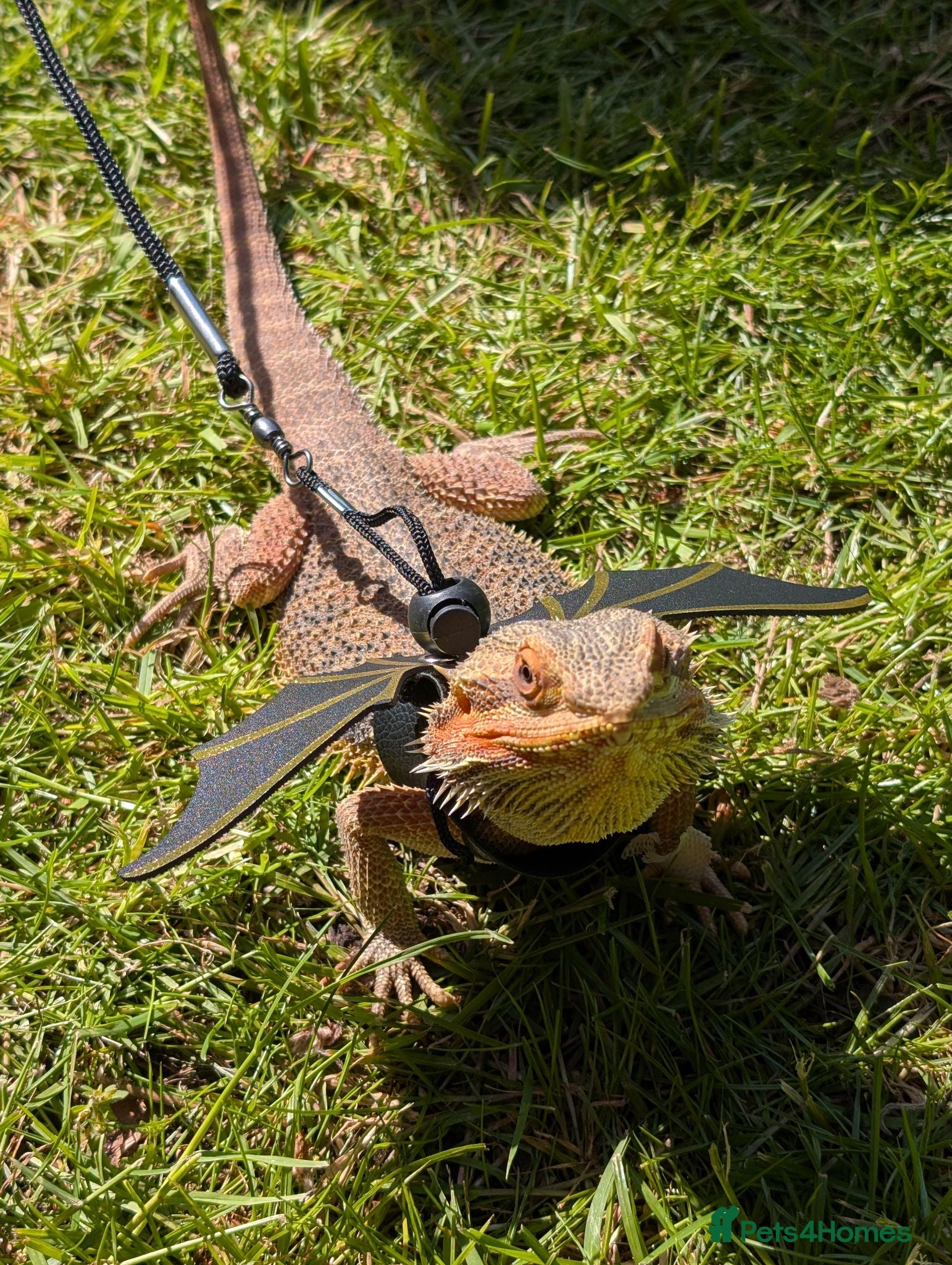 Bearded Dragon reptiles Meet Na'vi 1 year old male - Full Set Up - Advert 1