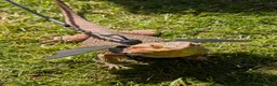 Bearded Dragon reptiles for sale: Meet Na'vi 1 year old male - Full Set Up - Advert 1