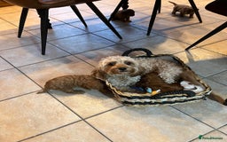 Cavapoo dogs for sale: ✨ Dark Red Cavapoo Puppies ✨** - Image 13