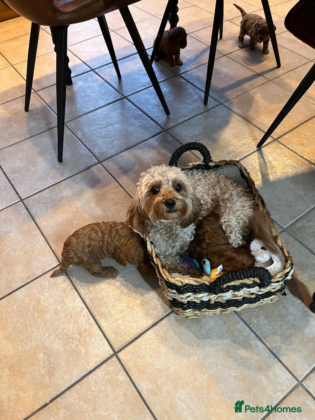 Cavapoo dogs for sale: ✨ Dark Red Cavapoo Puppies ✨** - Image 13