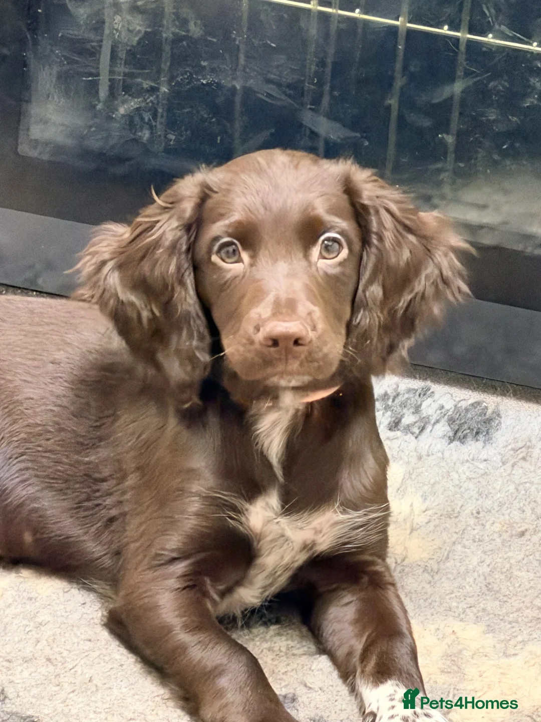 Sprocker dogs for sale: Sprocker  - Advert 2