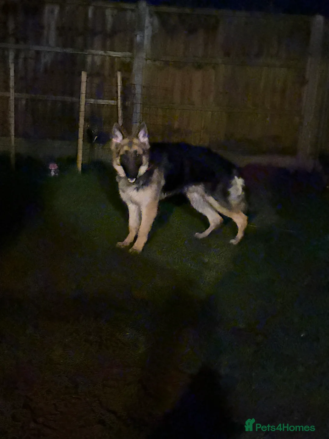 German Shepherd dogs for sale: Bear the German shepherd  - Advert 3