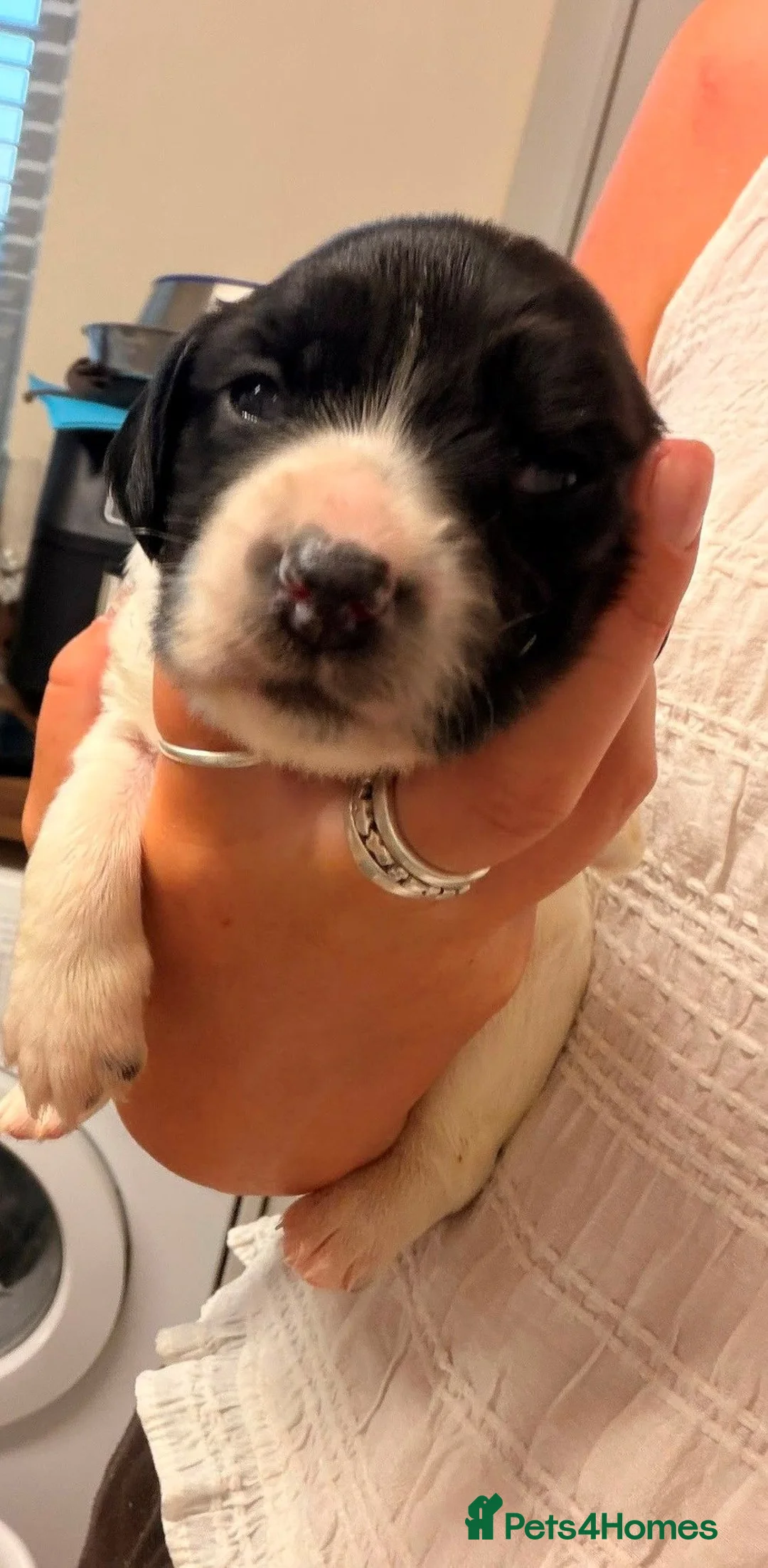 English Springer Spaniel dogs for sale: 1 Gorgeous Springer Boy Left - Advert 15